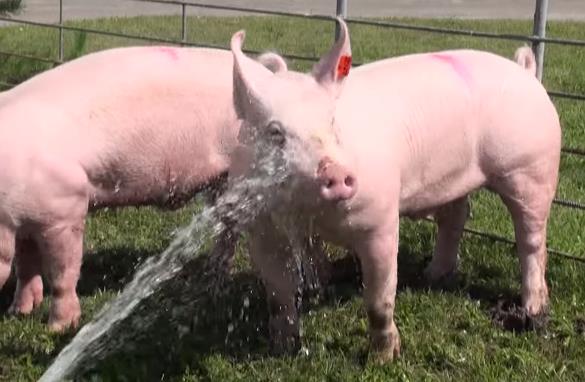 Крупная белая свинья Крупная белая порода свиней фото