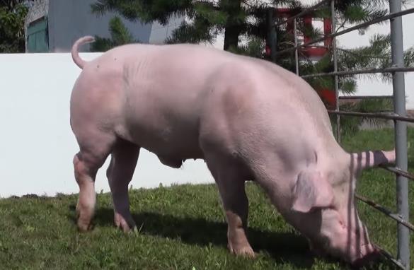 Крупная белая порода свиней фото Породы свиней фото - Крупная белая