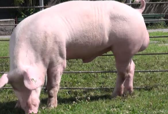 Свинья Крупная белая фото Крупная белая порода свиней