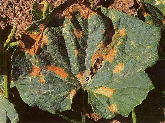 антракноз или медянка огурца антракноз