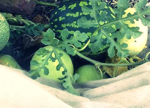 Арбузы в северных условиях Выращивание арбузов в Сибири