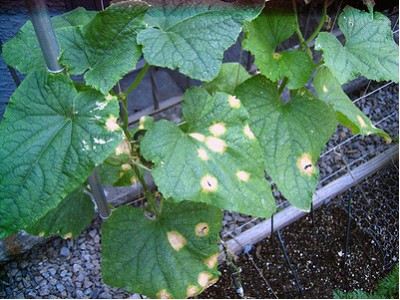 болезни огурцов болезни огурцов