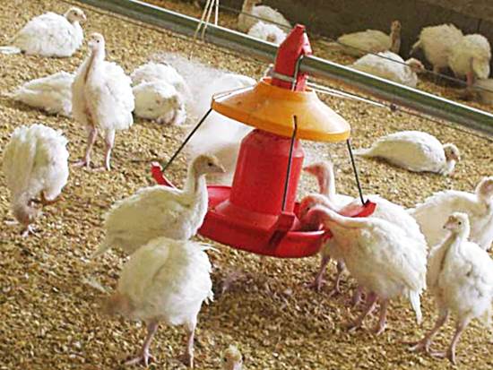 Кормление индюков фото Кормление индюшат в домашних условиях фото