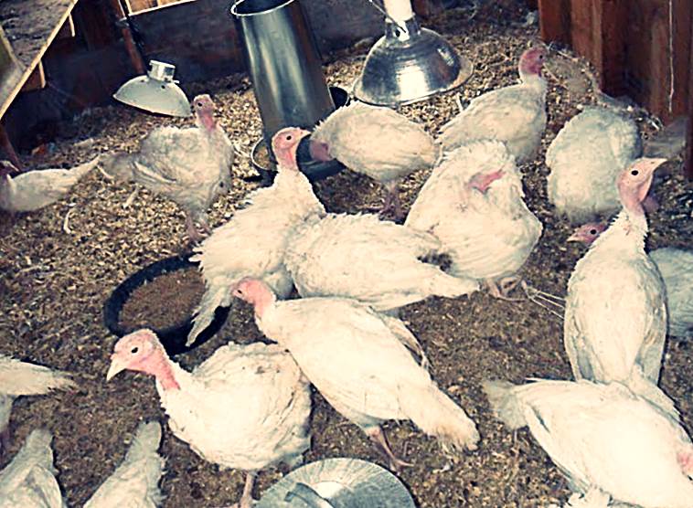 Кормление индюков Кормление индюков в домашних условиях фото