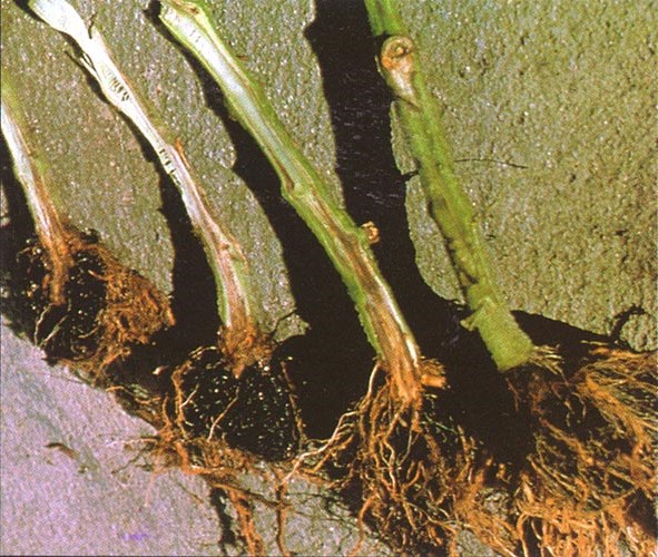 корневая гниль огурца корневая гниль