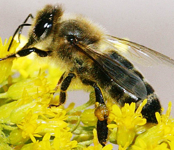 Краинка пчела
