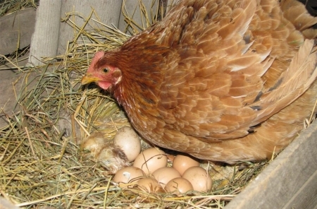 несушка курица несушка