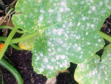 мучнистая роса огурцов мучнистая роса