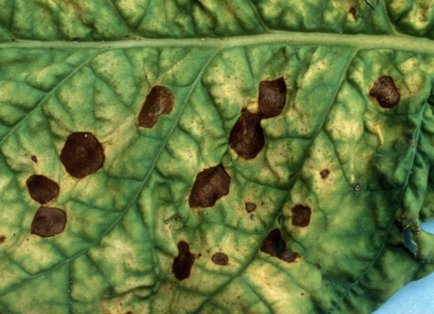 кладоспориоз оливковая пятнистость