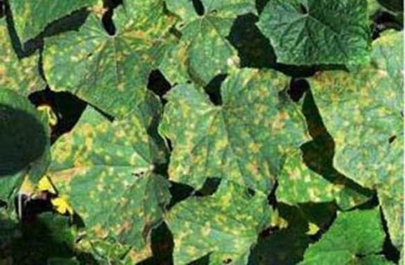 переноспориоз огурца ложная мучнистая роса