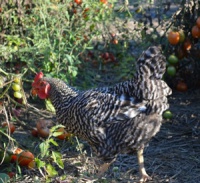 С одной курицы можно получить 5 - 10 кг удобрений в год