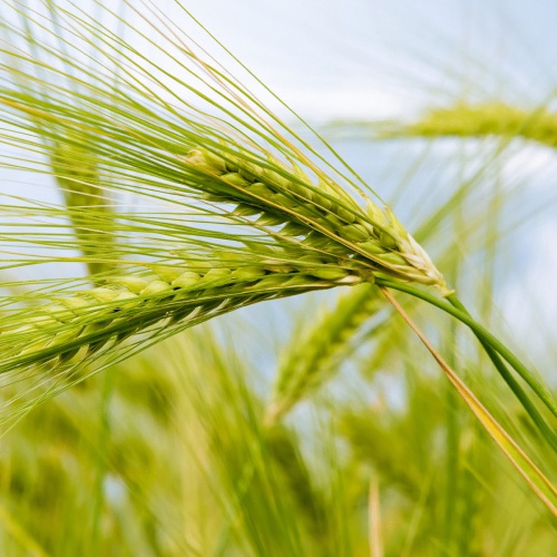 Госдума поддержала законопроект о создании госсистемы контроля качества и прослеживаемости зерна