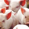 Поголовье свиней в России растет