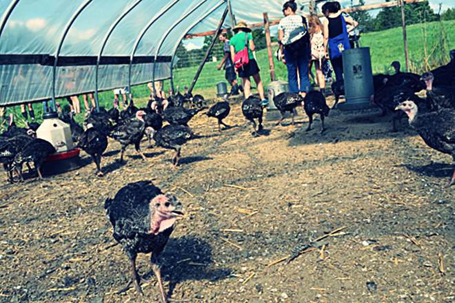 Разведение индюков фото Разведение индюков в домашних условиях фото