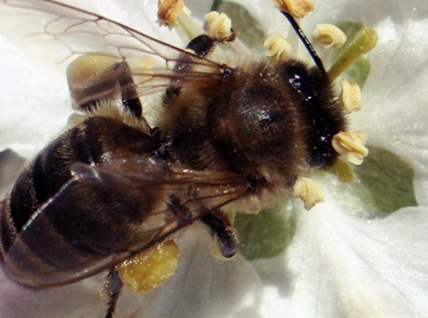 Кавказская пчела