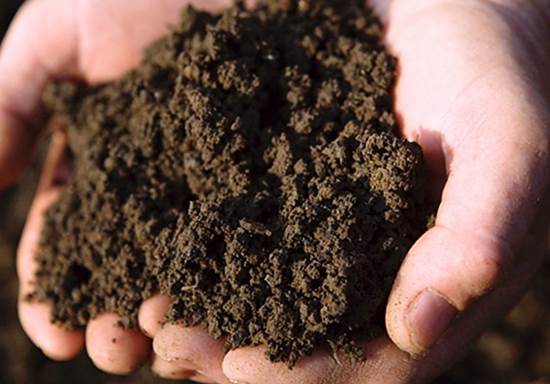 Подготовка почвы к выращиванию овощей Уход за почвой