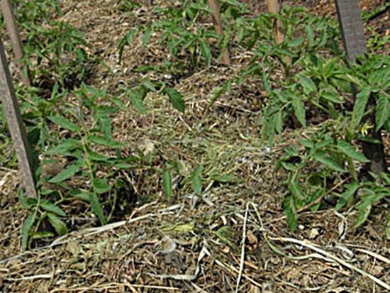 Мульчирование почвы Мульчирование почвы в теплице