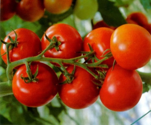 томат помидор