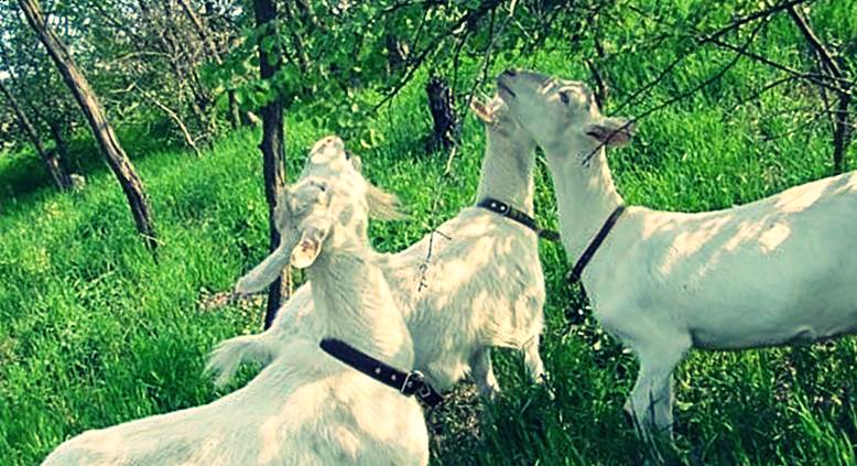 Зааненская коза фото Зааненская порода коз фото