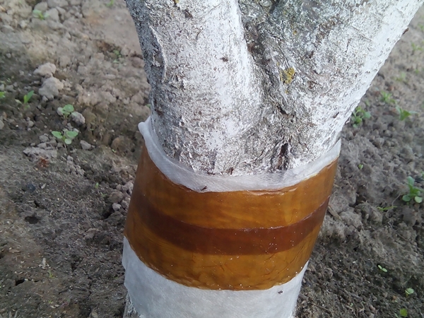 Защитная полоска от муравьев на деревьях