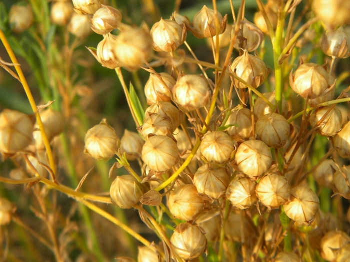 лен вызревший лен вызревший