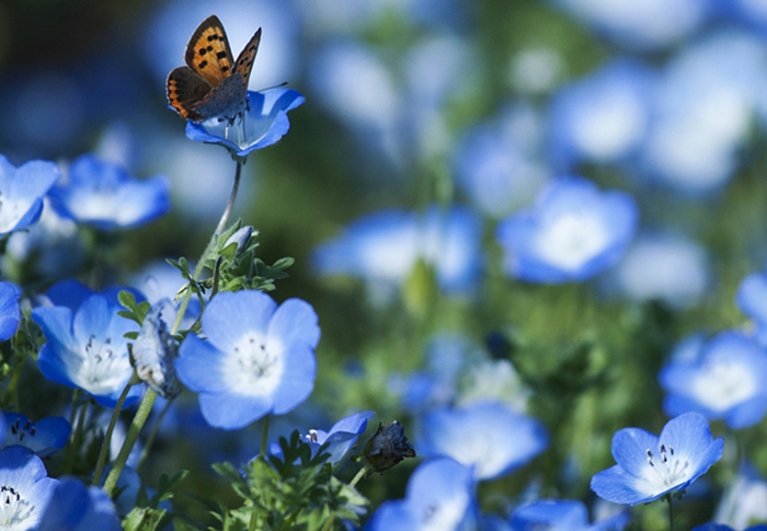 растение льна лен растение